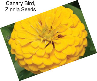 Canary Bird, Zinnia Seeds