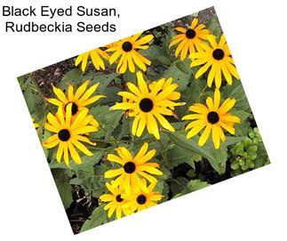 Black Eyed Susan, Rudbeckia Seeds