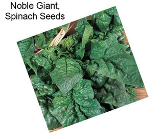 Noble Giant, Spinach Seeds