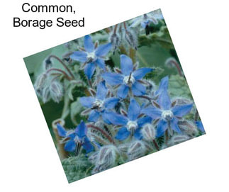 Common, Borage Seed
