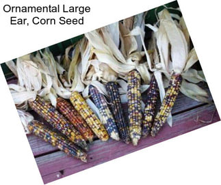 Ornamental Large Ear, Corn Seed