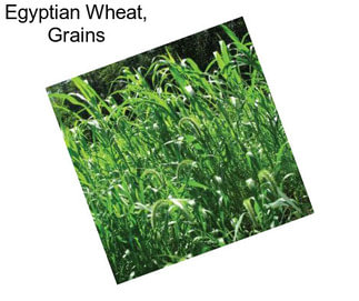 Egyptian Wheat, Grains