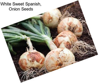 White Sweet Spanish, Onion Seeds