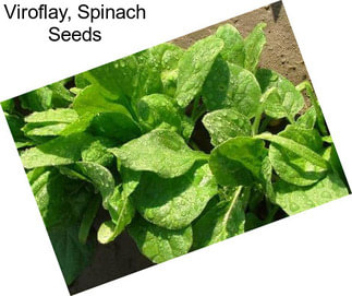 Viroflay, Spinach Seeds
