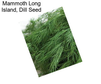 Mammoth Long Island, Dill Seed