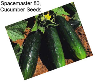 Spacemaster 80, Cucumber Seeds