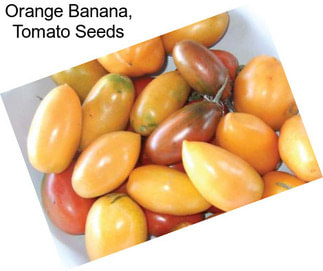 Orange Banana, Tomato Seeds