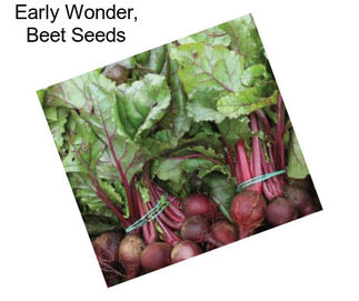 Early Wonder, Beet Seeds
