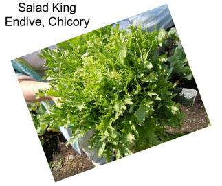 Salad King Endive, Chicory