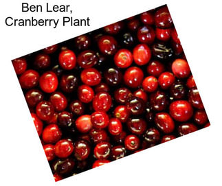 Ben Lear, Cranberry Plant