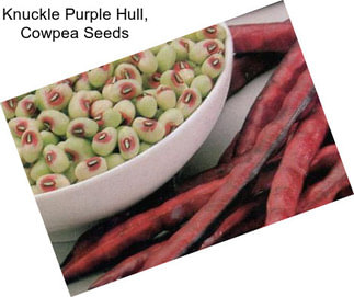 Knuckle Purple Hull, Cowpea Seeds