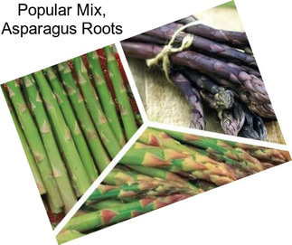 Popular Mix, Asparagus Roots