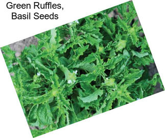 Green Ruffles, Basil Seeds