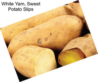 White Yam, Sweet Potato Slips