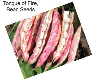 Tongue of Fire, Bean Seeds