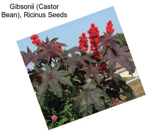 Gibsonii (Castor Bean), Ricinus Seeds