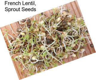 French Lentil, Sprout Seeds