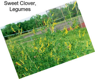 Sweet Clover, Legumes