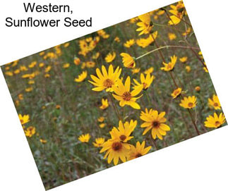 Western, Sunflower Seed