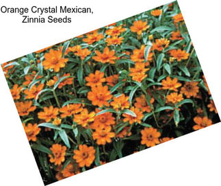 Orange Crystal Mexican, Zinnia Seeds