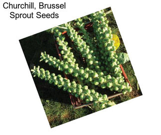 Churchill, Brussel Sprout Seeds