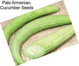 Pale Armenian, Cucumber Seeds