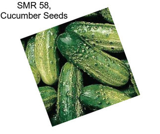 SMR 58, Cucumber Seeds