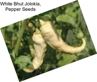 White Bhut Jolokia, Pepper Seeds