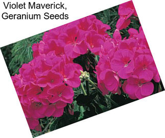 Violet Maverick, Geranium Seeds