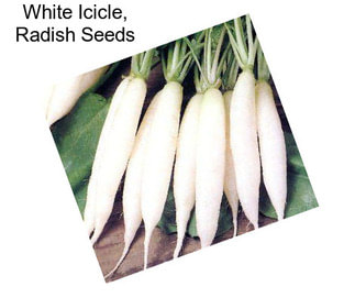 White Icicle, Radish Seeds