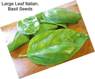 Large Leaf Italian, Basil Seeds