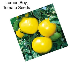 Lemon Boy, Tomato Seeds