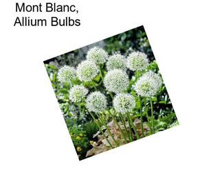 Mont Blanc, Allium Bulbs
