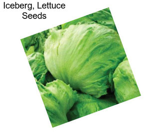 Iceberg, Lettuce Seeds