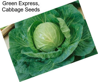 Green Express, Cabbage Seeds