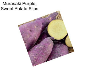 Murasaki Purple, Sweet Potato Slips