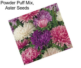 Powder Puff Mix, Aster Seeds