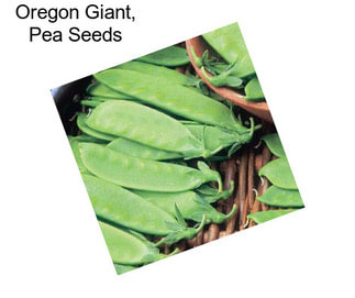 Oregon Giant, Pea Seeds