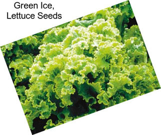 Green Ice, Lettuce Seeds