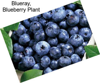 Blueray, Blueberry Plant