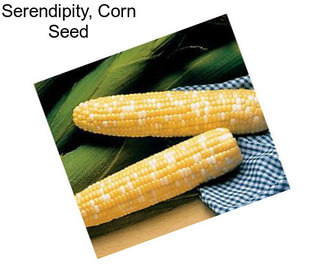 Serendipity, Corn Seed