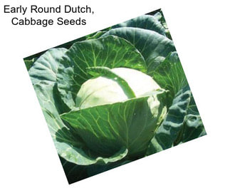 Early Round Dutch, Cabbage Seeds