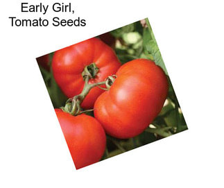 Early Girl, Tomato Seeds