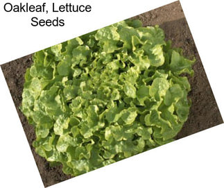 Oakleaf, Lettuce Seeds