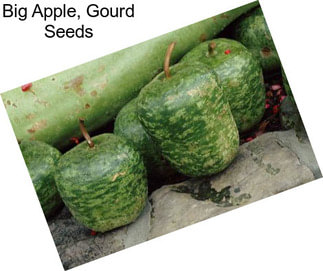 Big Apple, Gourd Seeds