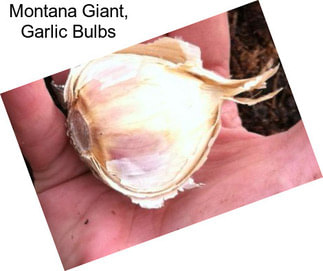 Montana Giant, Garlic Bulbs