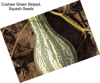 Cushaw Green Striped, Squash Seeds