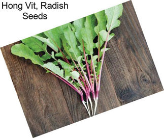 Hong Vit, Radish Seeds