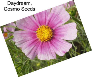 Daydream, Cosmo Seeds