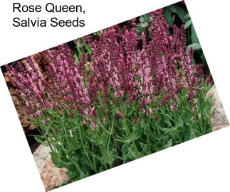 Rose Queen, Salvia Seeds